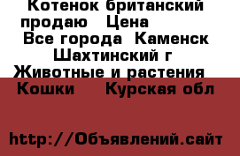 Котенок британский продаю › Цена ­ 3 000 - Все города, Каменск-Шахтинский г. Животные и растения » Кошки   . Курская обл.